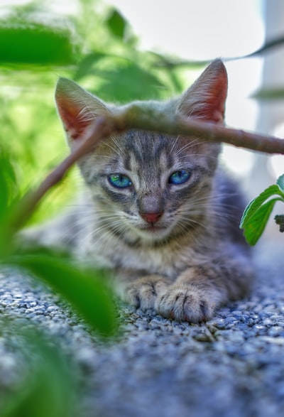 棕色虎斑小猫在灰色的纺织品
